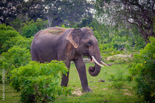 The Sri Lankan elephant (Elephas maximus maximus) is one of three recognised subspecies of the Asian elephant, and native to Sri Lanka