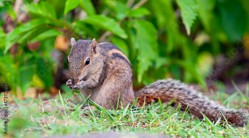 The Indian palm squirrel is a species of rodent in the family Sciuridae found naturally in India and Sri Lanka