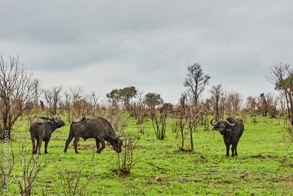 Herd of african cape buffalo standing in the bush Herd of african cape buffalo standing in the bush