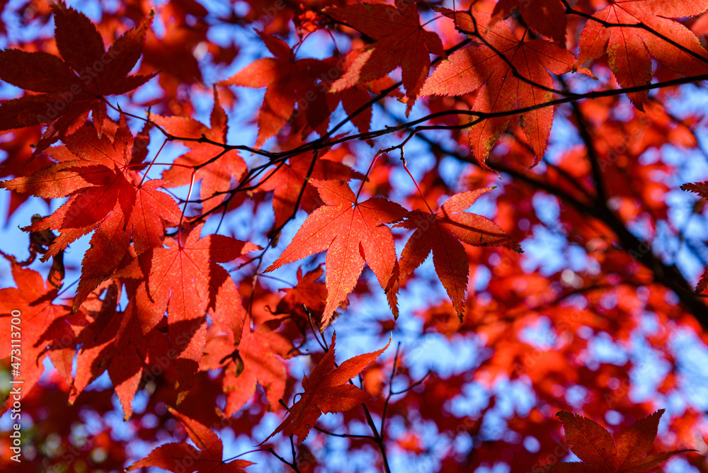 Autumn leaves (Maple) in Osaka Castle Park Autumn leaves (Maple) in Osaka Castle Park