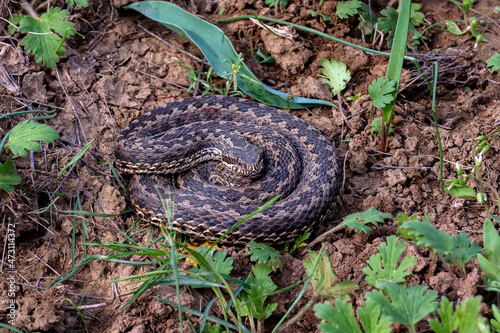 Middle Viper or Vipera renardi coiled up on the ground photo