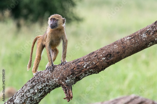 A young baboon stands attentively on a thick branch and watches