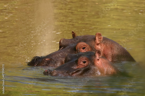 Hippopotame, Hippopotamus Amphibius Afrique Kenya