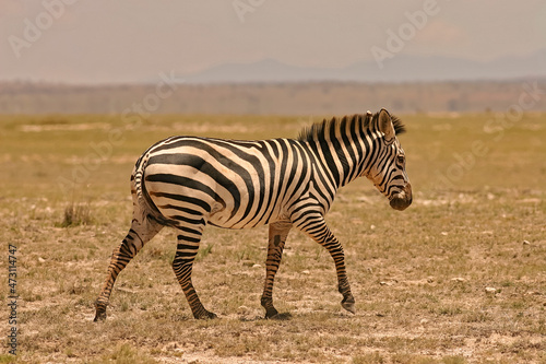 z  bre de Burchell Equus burchelli  jeune  b  b   Afrique Kenya