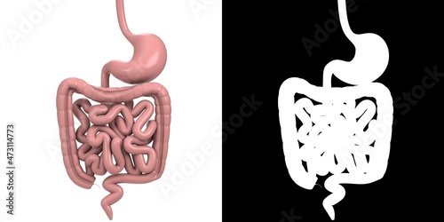 3D rendering illustration of a stylized human digestive gastrointestinal tract anatomy photo