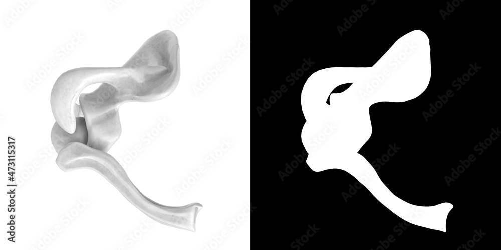3D rendering illustration of stylized human hand and arm bones anatomy 3D rendering illustration of stylized human hand and arm bones anatomy