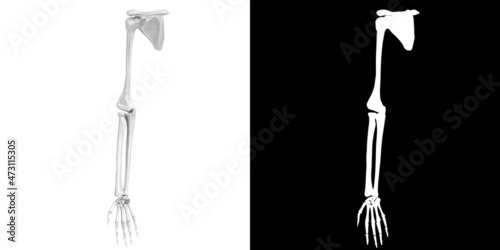 3D rendering illustration of stylized human hand and arm bones anatomy photo