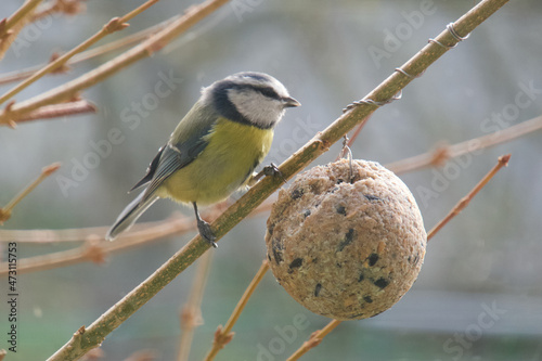 The blue tit came to eat in the winter