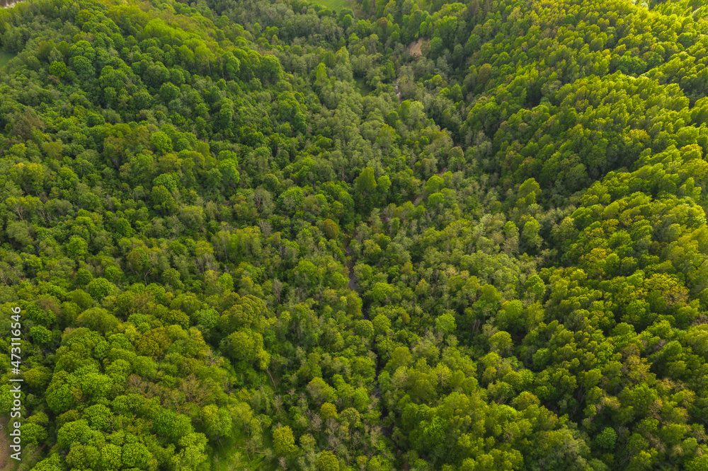 Drone view of summer forest from above with small spring