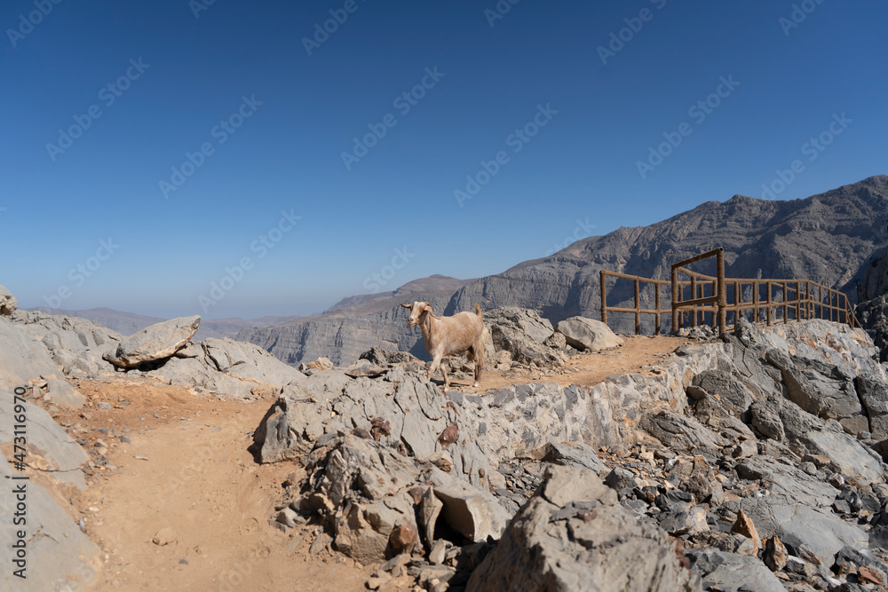 Goat in Jebel Jais Mountains Goat in Jebel Jais Mountains