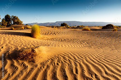 Fototapeta Naklejka Na Ścianę i Meble -  In the Sahara Desert in Morocco. The wind has carved the sand dunes by digging furrows, except in the shelter of the bushes.