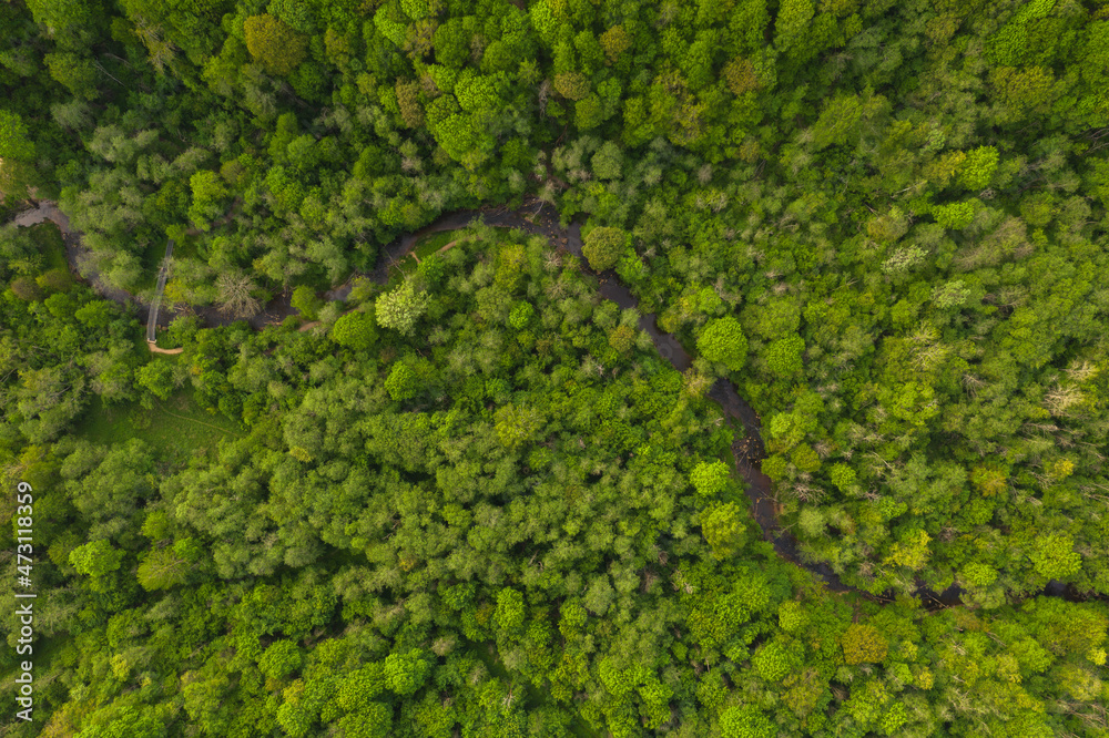 Drone view of summer forest from above with small spring