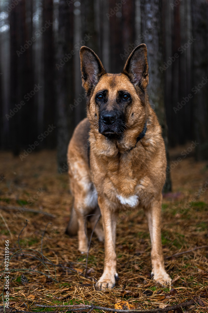 Senior Dog German Shepherd Portrait in Forest Senior Dog German Shepherd Portrait in Forest