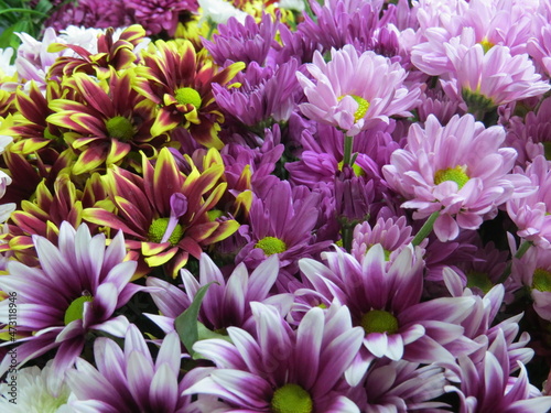  Bunches of Chrysanthemums