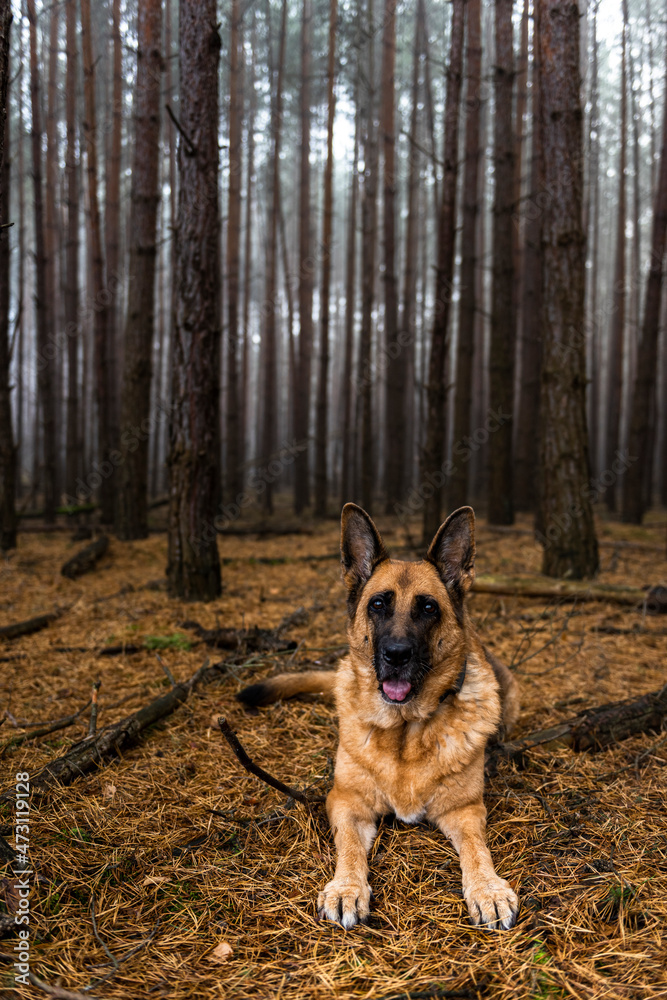 Senior Dog German Shepherd Portrait in Forest Senior Dog German Shepherd Portrait in Forest