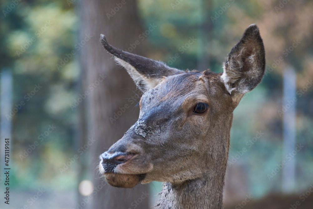 Fototapeta premium The red deer (Cervus elaphus) female portrait close up hind