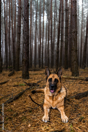 Senior Dog German Shepherd Portrait in Forest