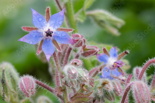 Bourrache (borago officinalis)
