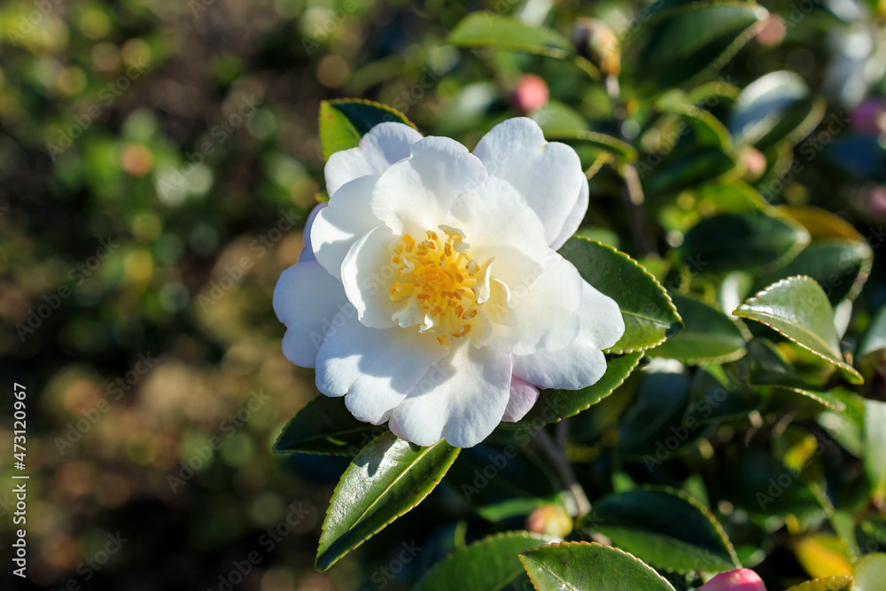 白い山茶花の花 白い山茶花の花