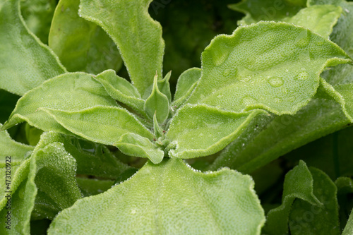 Ficoïde glaciale (Mesembryanthemum crystallinum)