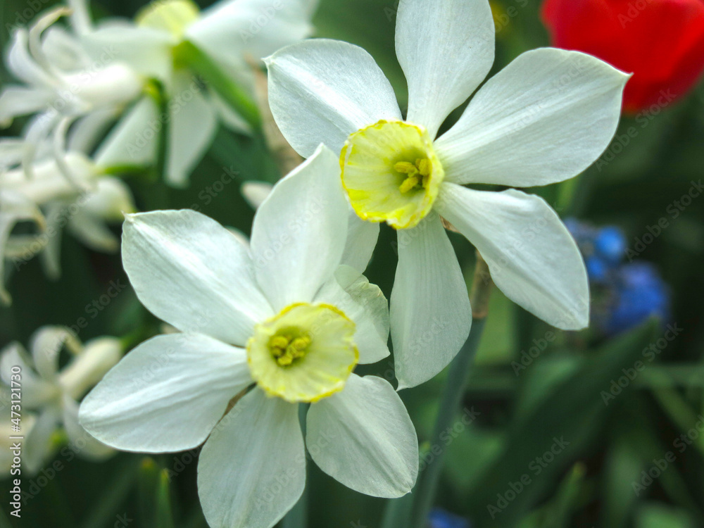 white narcissus with a yellow center blooms in the garden in spring white narcissus with a yellow center blooms in the garden in spring