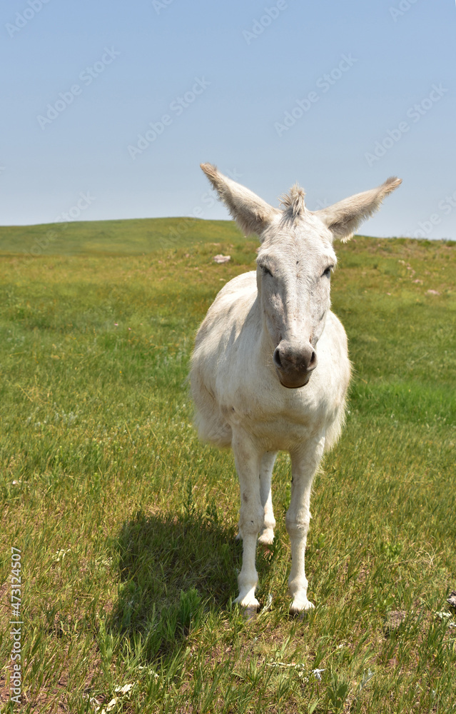 Fototapeta premium Fluffy White Burro Standing in a Grass Meadow