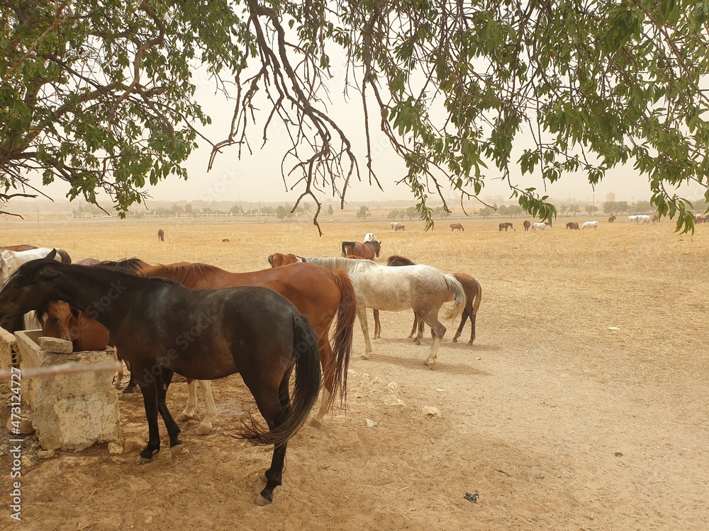 A herd of Arabian horses in the field A herd of Arabian horses in the field