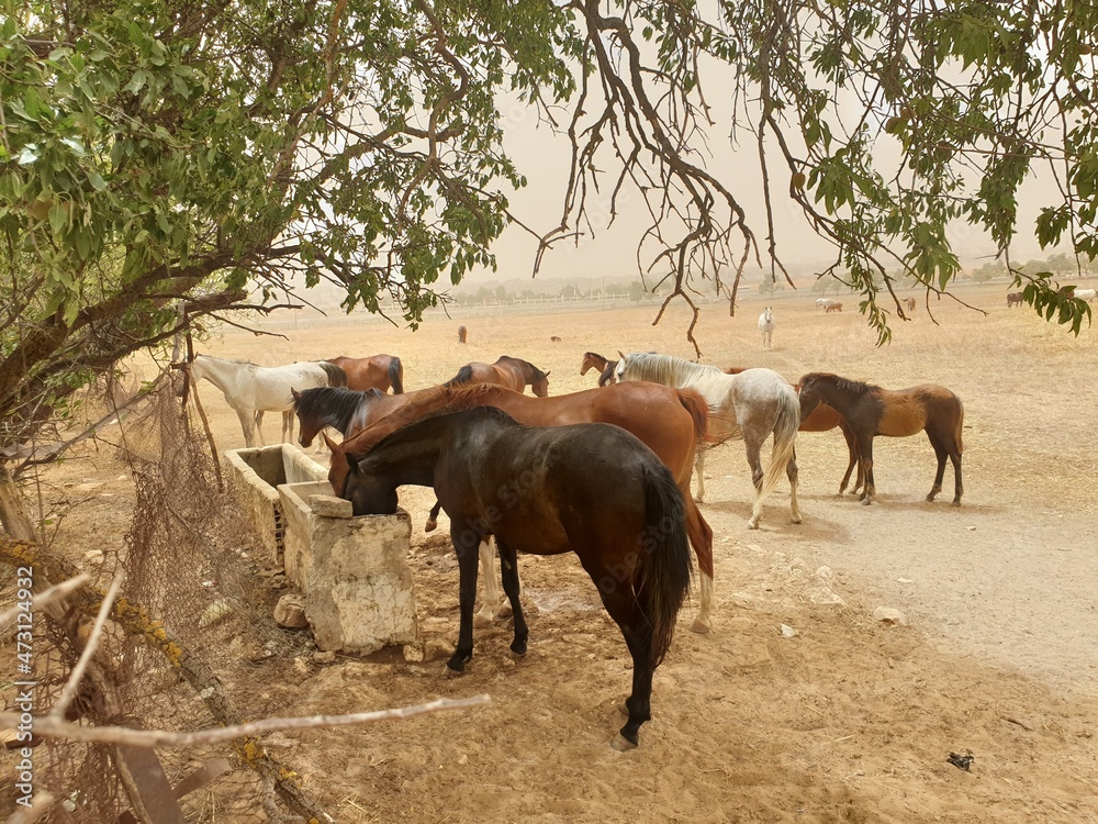A herd of Arabian horses in the field A herd of Arabian horses in the field