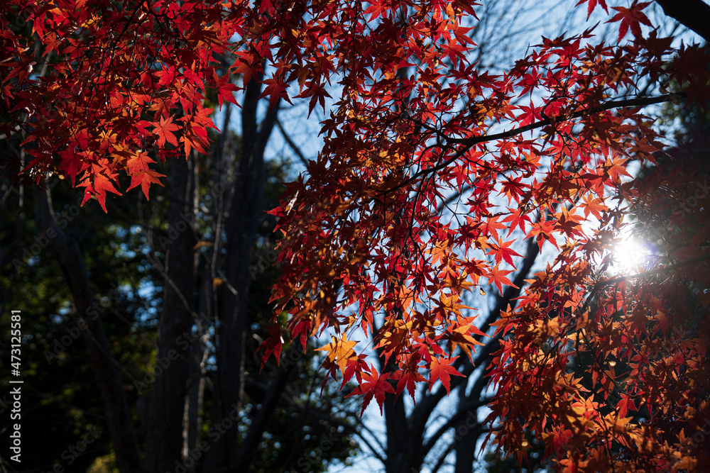 日本の晩秋。紅葉したカエデの葉。