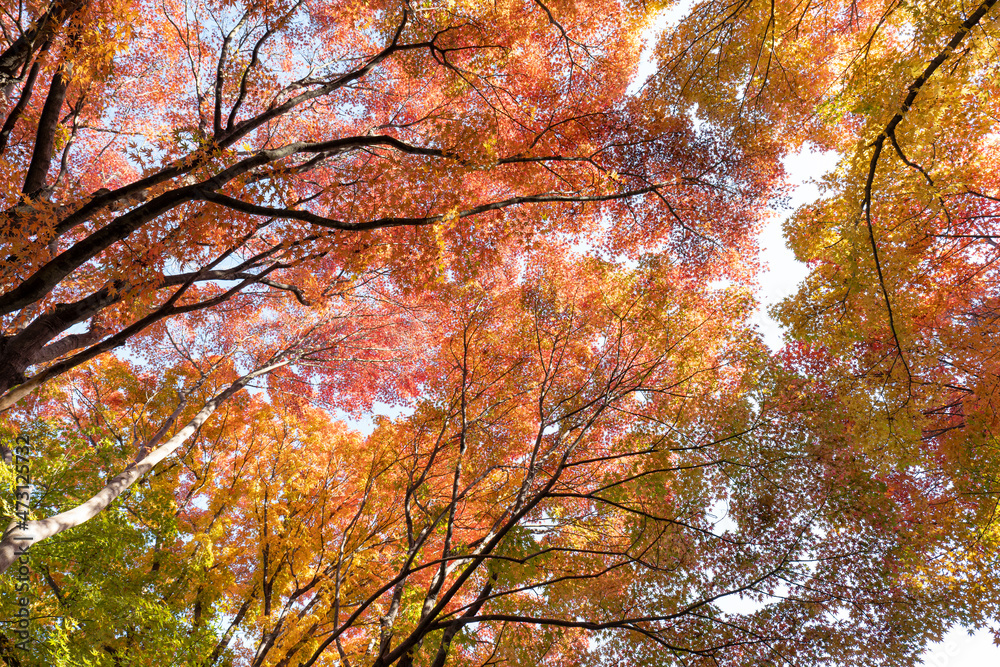 晩秋の森　美しく紅葉した木々