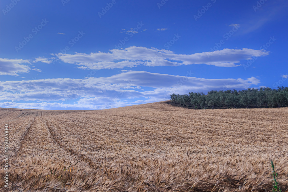 Hilly countryside with cornfield and olive grove in Apulia, Italy. Hilly countryside with cornfield and olive grove in Apulia, Italy.