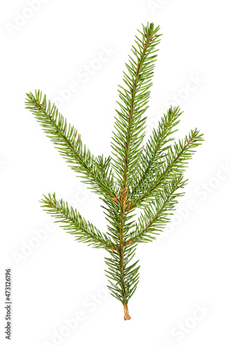 Little cute branch of Christmas spruce. Fir x-mas tree. Real spruce twig with needles. Isolated on white background close up.