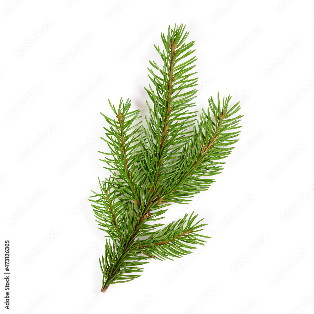 Nice spruce branch. Fir Christmas Tree. Green pine, spruce branch with needles. Isolated on white background with shadows. Close up top view. Nice spruce branch. Fir Christmas Tree. Green pine, spruce branch with needles. Isolated on white background with shadows. Close up top view.