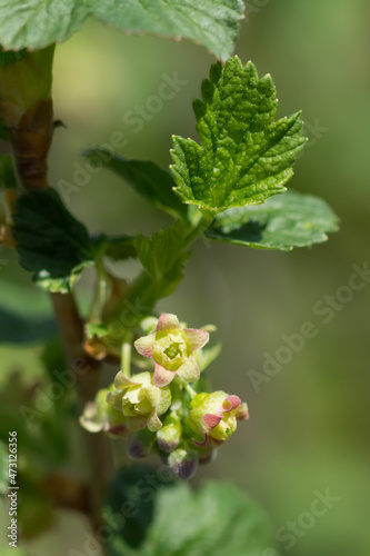 The rescurrant (lat. Ribes rubrum), of the family Grossulariaceae. Central Russia.