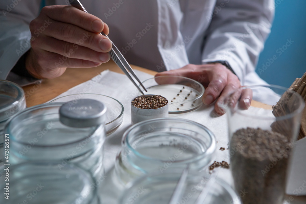 Scientist in the laboratory conducting experiments with hemp sativa
