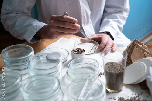 Scientist in the laboratory conducting experiments with hemp sativa
