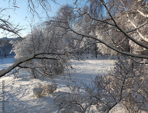 Winter landscape with snowy trees and sunlight