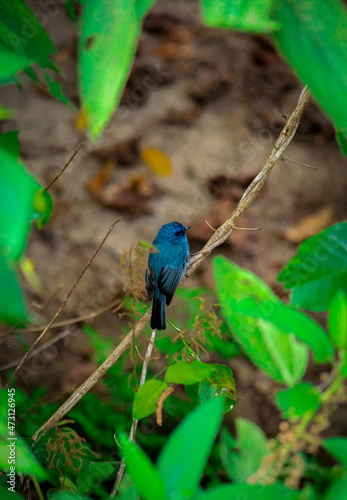Nilgiri Blue bee eatre