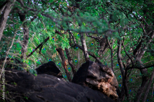 Cameflogue courtship of peacock