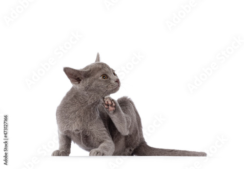 Obraz na plátne Cute little lilac Burmese cat kitten, sitting side ways scratching head with hind paw