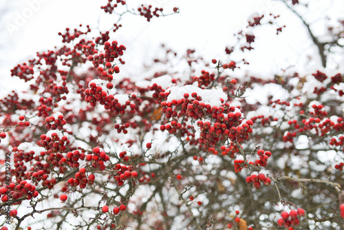 Red berries of viburnum or mountain ash under the snow on a tree