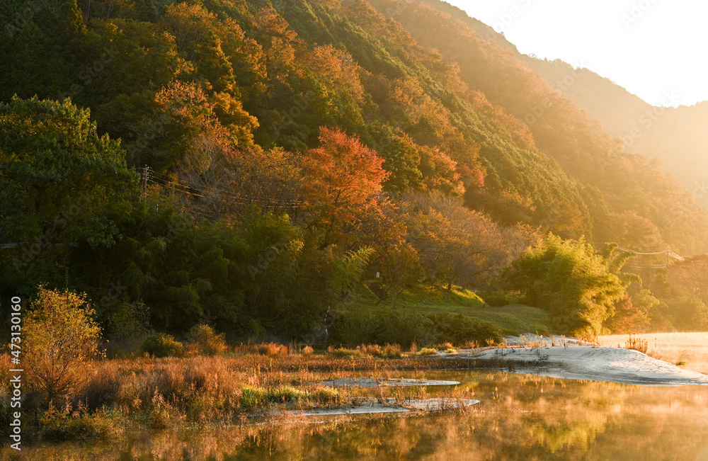 朝日を浴びる渓谷の紅葉