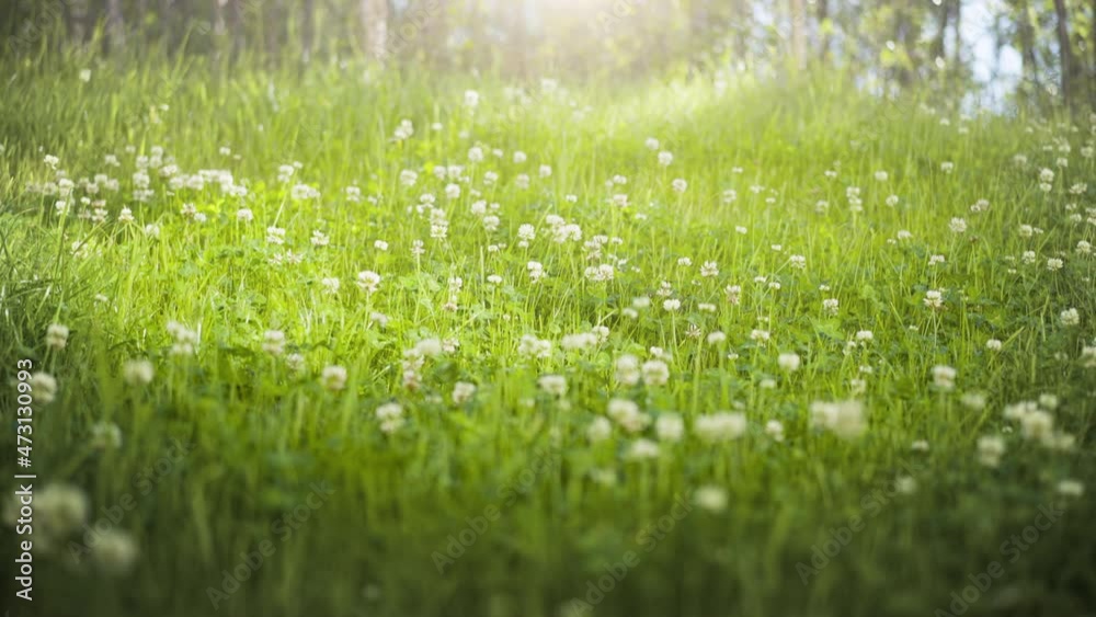 White clover flowers and grass field and morning summer sun White clover flowers and grass field and morning summer sun