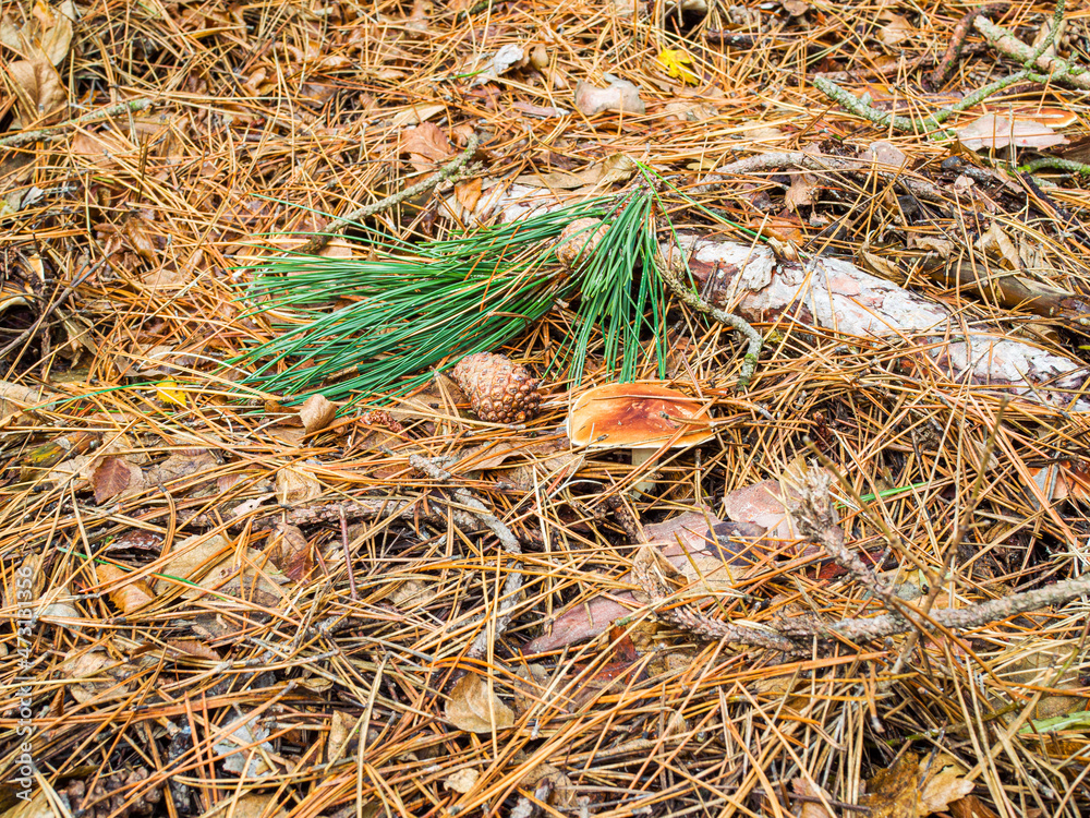 Edible mushrooms in a coniferous forest in autumn Edible mushrooms in a coniferous forest in autumn