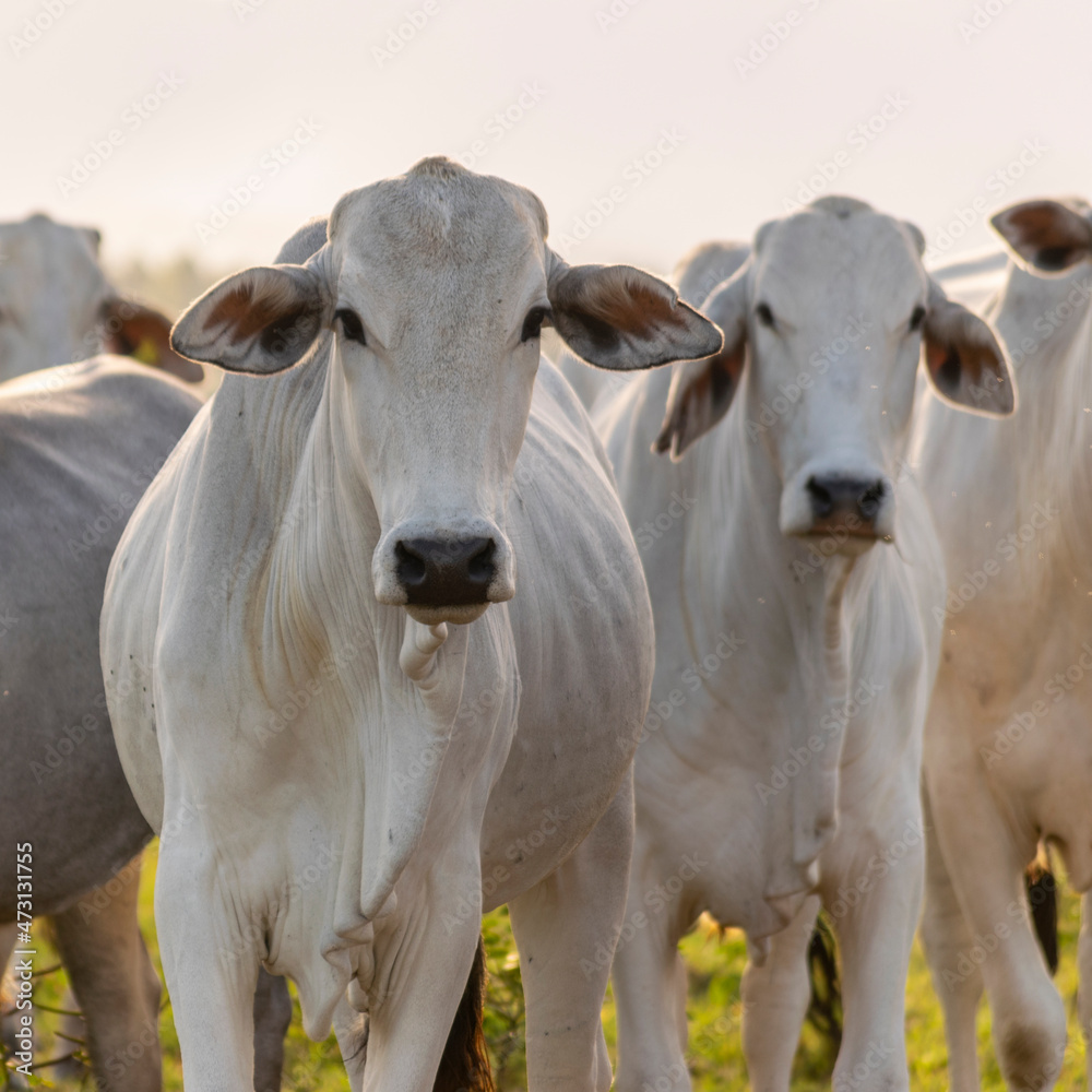 white Nelore cattle in the pasture