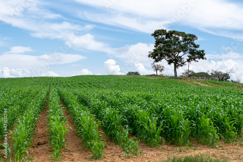 corn plantation landscape with blue sky