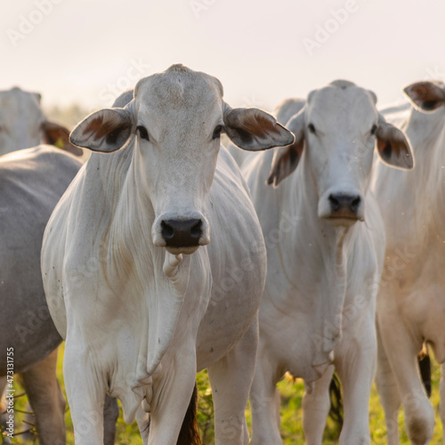 white Nelore cattle in the pasture