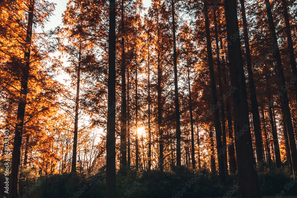 Fototapeta premium メタセコイアの並木 木漏れ日