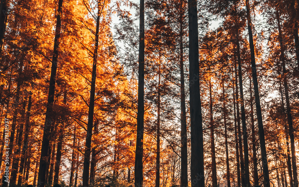 Fototapeta premium メタセコイアの並木 木漏れ日