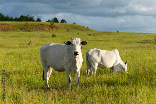 white Nelore cattle in the pasture